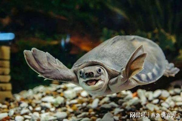 豬鼻龜下蛋條件是什么：豬鼻龜下蛋的條件
