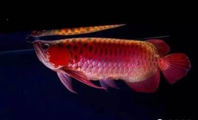 龍魚鑒別要點是什么，如何鑒別龍魚的好壞 龍魚鑒別要點是什么，如何鑒別龍魚的好壞 魚缸百科 第4張