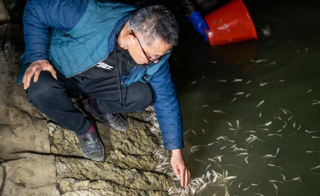 龍魚吃飼料利弊有哪些方面呢