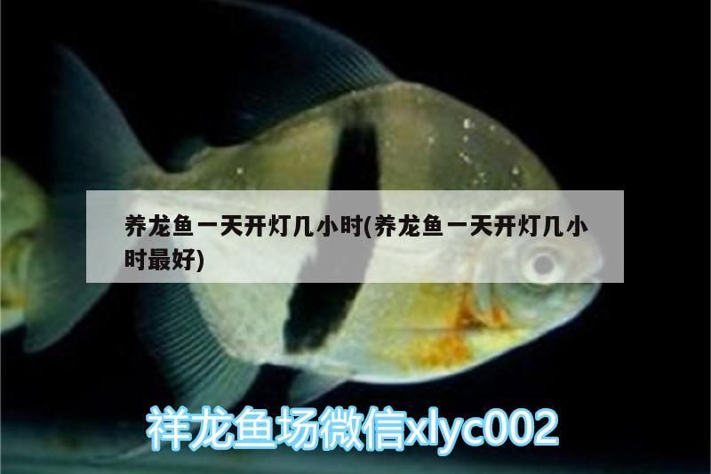 養(yǎng)龍魚一天開燈幾小時(養(yǎng)龍魚一天開燈幾小時最好)