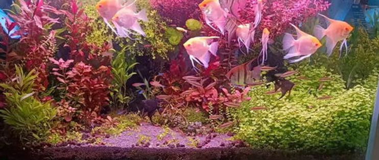 魚缸圖片造景，魚缸造景風(fēng)格對比水草養(yǎng)護常見誤區(qū)