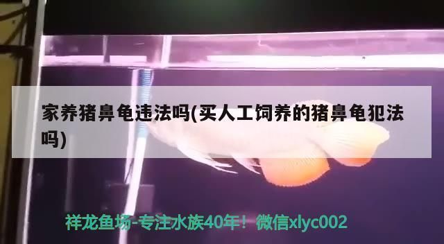 買了一只豬鼻龜犯法嗎：購買豬鼻龜判刑嗎