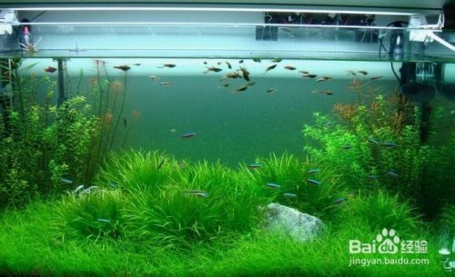 質(zhì)量最好的魚缸是什么牌子的，探索高質(zhì)量魚缸品牌