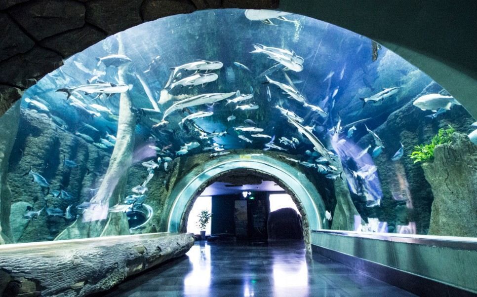 成都有沒有水族館（成都海洋館門票價格）