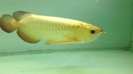 紅尾龍魚吃什么發(fā)色最好看：紅尾龍魚吃什么發(fā)色好看