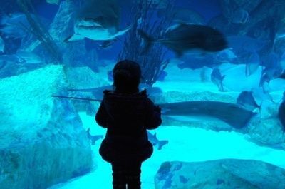 成都有沒有水族館（成都海洋館門票價格）