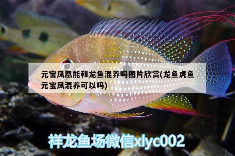 元寶鳳凰能和龍魚混養嗎圖片欣賞(龍魚虎魚元寶鳳混養可以嗎)
