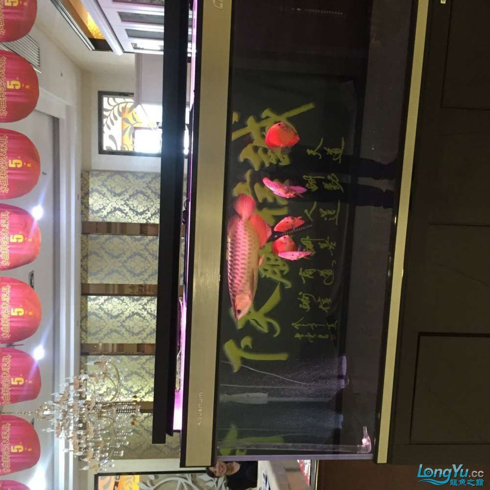 四海水族泰國貿易邀你來拼魚+從折騰到平靜