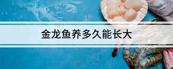 過背金龍魚能長多長：過背金龍魚在良好的飼養條件下可以長到40厘米之間