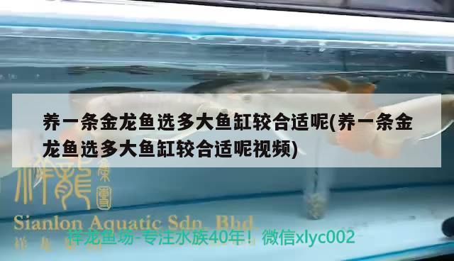 養一條金龍魚選多大魚缸較合適呢(養一條金龍魚選多大魚缸較合適呢視頻)