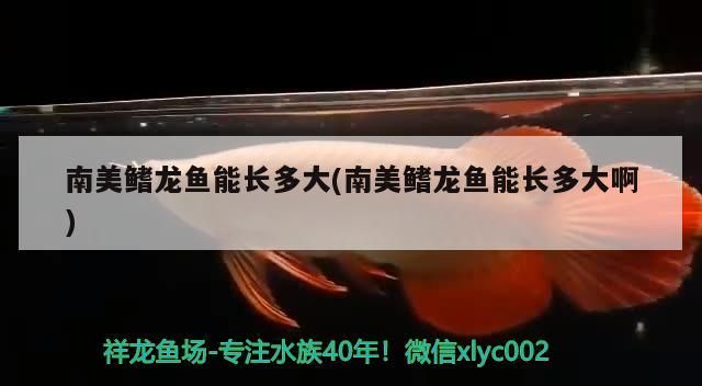 南美鰭龍魚能長多大(南美鰭龍魚能長多大啊)