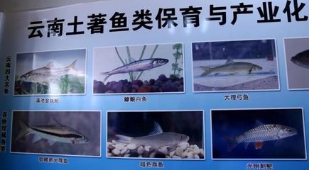 一條龍魚一條虎魚的講究是什么意思(一條龍配幾條虎魚) 一條龍魚一條虎魚的講究是什么意思(一條龍配幾條虎魚) 虎魚百科 第3張