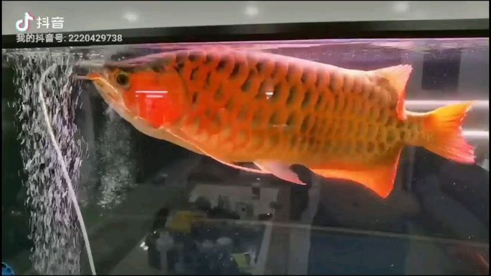 綿陽龍魚vs綿陽水族批發(fā)市場vs綿陽水族館vs綿陽魚缸批發(fā)市場vs祥龍魚場：綿陽水族批發(fā)市場