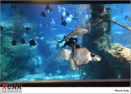 綿陽龍魚vs綿陽水族批發(fā)市場vs綿陽水族館vs綿陽魚缸批發(fā)市場vs祥龍魚場：綿陽水族批發(fā)市場