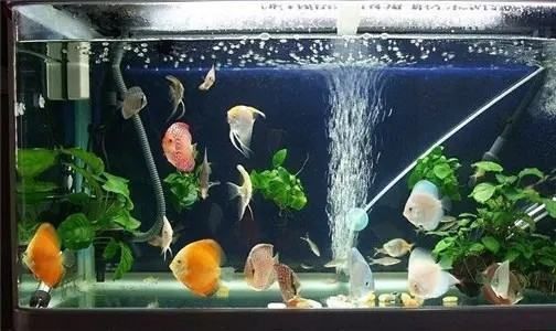 魟魚翻肚皮了怎么辦：當魟魚出現翻肚現象時，這可能是由于多種原因引起的