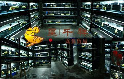 龍魚批發vs祥龍魚場一手貨源，龍魚批發與祥龍魚場一手貨源各有優勢