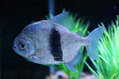 如何選擇適合銀板魚(yú)的水草，選擇適合銀板魚(yú)的水草需要考慮哪些因素