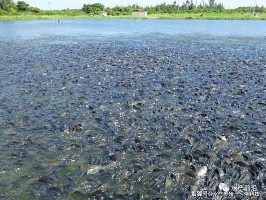 最大的金龍魚水墨畫是什么品種的：探尋最大的金龍魚水墨畫背后，金龍魚品種之奧秘