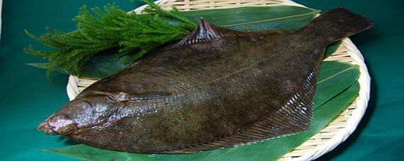 魟魚(yú)淡水魚(yú)嗎能養(yǎng)嗎：[需手動(dòng)填充]魚(yú)是淡水魚(yú)嗎