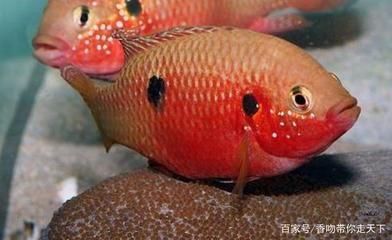 熱帶魚混養兼容性指南，混養熱帶魚時兼容性是關鍵因素之一提供了一份指南
