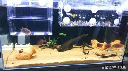 熱帶魚混養兼容性指南，混養熱帶魚時兼容性是關鍵因素之一提供了一份指南