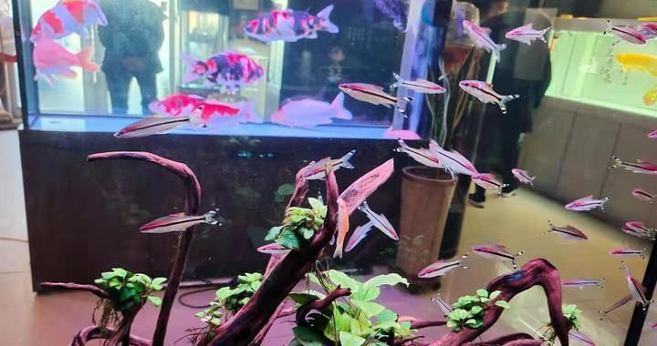 熱帶魚混養兼容性指南，混養熱帶魚時兼容性是關鍵因素之一提供了一份指南