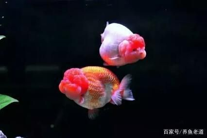 熱帶魚混養兼容性指南，混養熱帶魚時兼容性是關鍵因素之一提供了一份指南