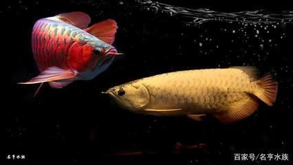 什么是大湖紅龍魚圖片：大湖紅龍魚的飼養技巧