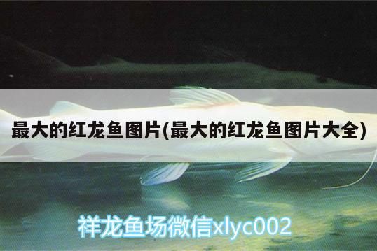 最大的紅龍魚圖片(最大的紅龍魚圖片大全)