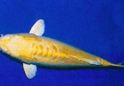 魟魚肚子爛了怎么治：魟魚肚子爛了怎么辦