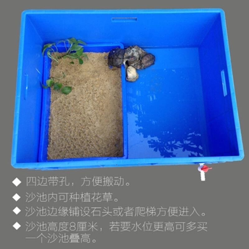 豬鼻龜用多大的缸好：豬鼻龜用多大的龜缸養好豬鼻龜用什么魚缸養好豬鼻龜