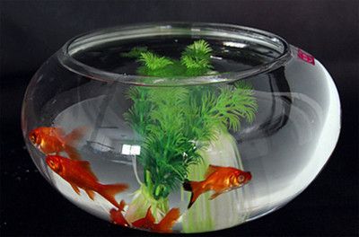 大湖紅龍魚好嗎好養嗎多少錢一只（如何判斷一條大湖紅龍魚是否健康，）