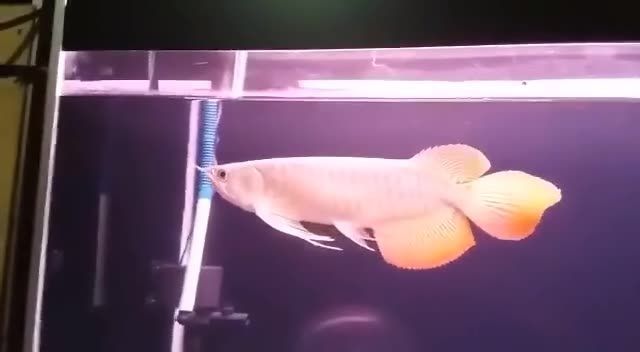 大湖紅龍魚圖片欣賞高清：大湖紅龍魚欣賞
