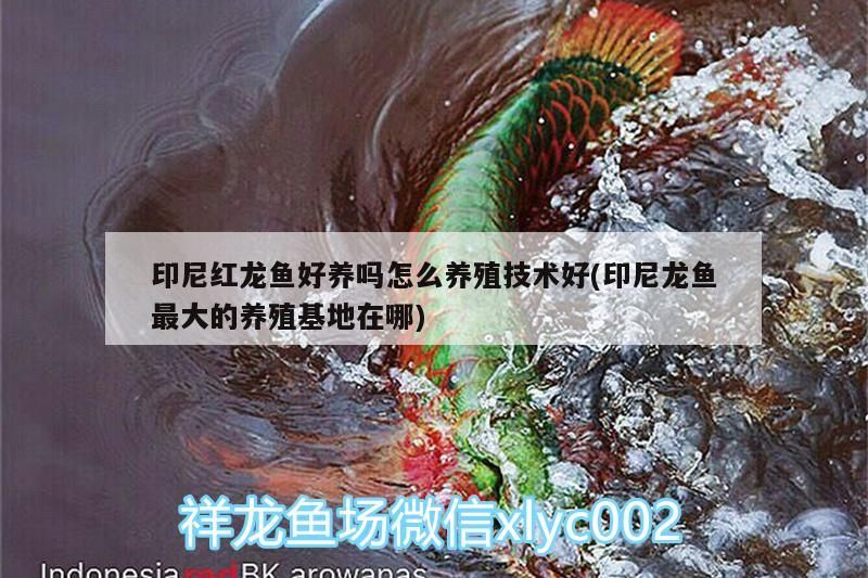 印尼紅龍魚好養嗎怎么養殖技術好(印尼龍魚最大的養殖基地在哪)