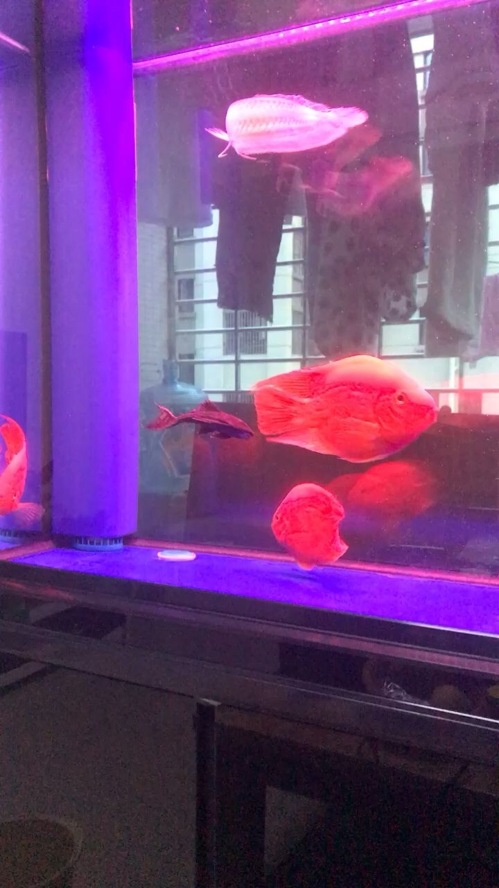 清道夫會吸魚