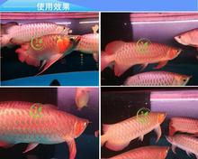 清道夫會吸魚