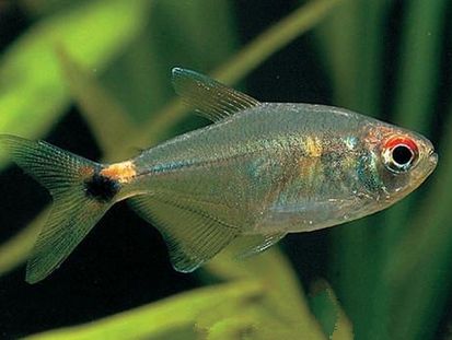 什么樣的金龍魚品種最好 什么樣的金龍魚便宜