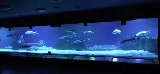 水族館專業（水族館專業介紹）