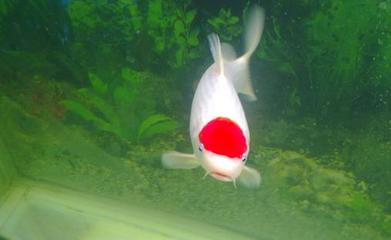 龍魚白點病怎么治？全面解析病因、癥狀及治療方法，龍魚白點病，病因、癥狀及治療全攻略