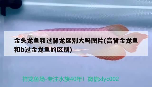 大過背金龍魚：關于大過背金龍魚的一些詳細介紹