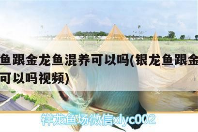 銀龍魚跟金龍魚混養可以嗎(銀龍魚跟金龍魚混養可以嗎視頻)