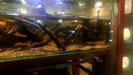 翡翠魚化龍寓意著什么含義