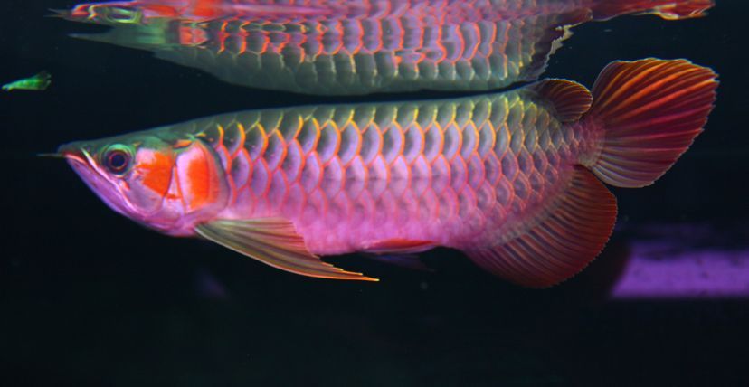 歲月龍魚圈