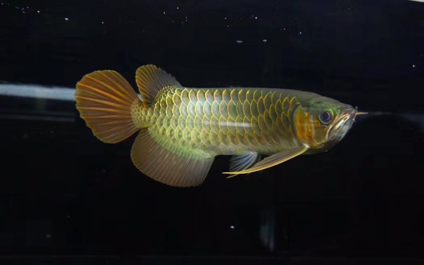 歲月龍魚圈