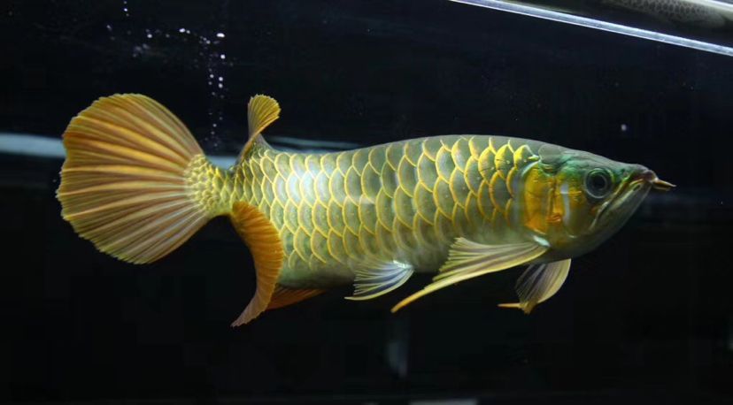歲月龍魚圈