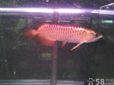 過背金龍魚飼料價格區間：過背金龍魚飼料價格推薦過背金龍魚飼料價格趨勢