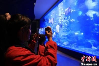 水族館利潤大嗎？：上海海洋水族館門票定價策略水族館門票定價策略