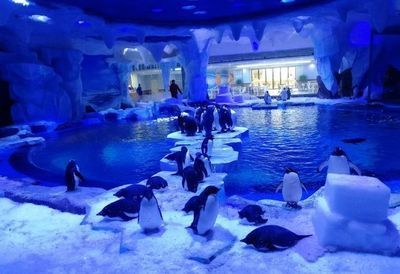 水族館利潤大嗎？：上海海洋水族館門票定價策略水族館門票定價策略
