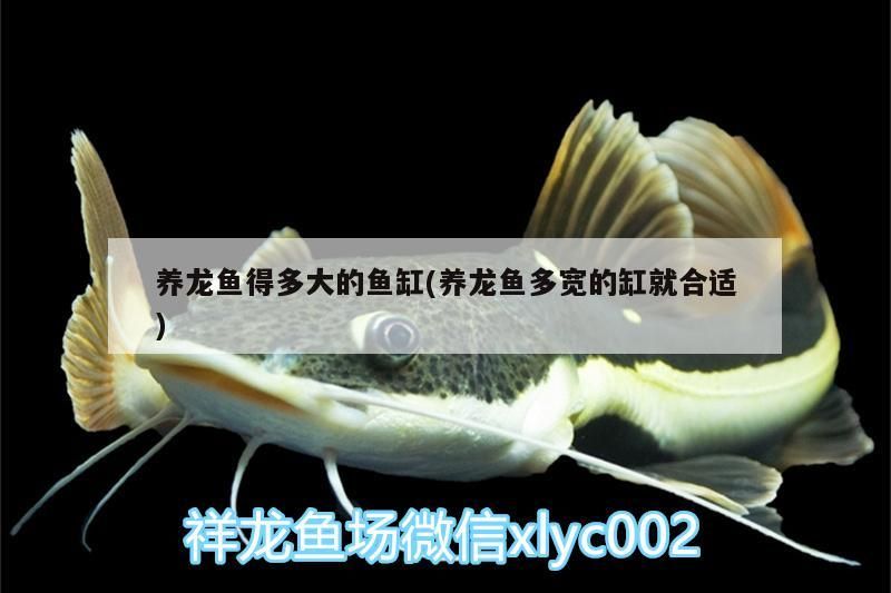 養龍魚得多大的魚缸(養龍魚多寬的缸就合適)