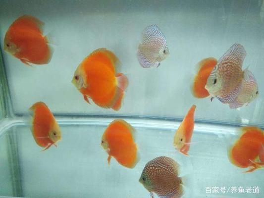 銀龍魚是冷水魚還是熱帶魚(銀龍魚是冷水魚還是熱帶魚圖片)